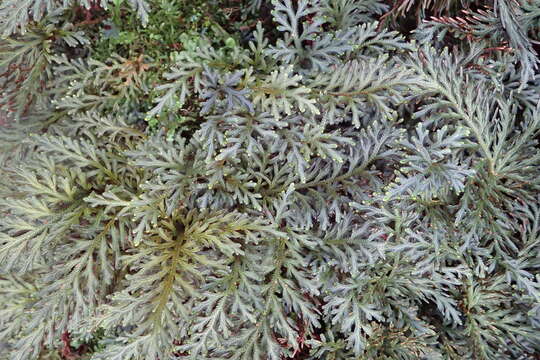 Image of Selaginella erythropus (Mart.) Spring