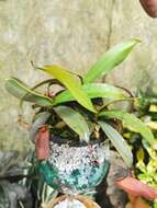 Image of Pitcher Plant