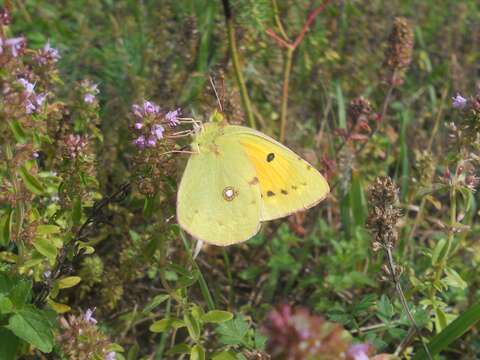 Image of clouded yellow