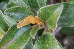 Image de Brachyglottis elaeagnifolia (Hook. fil.) B. Nord.