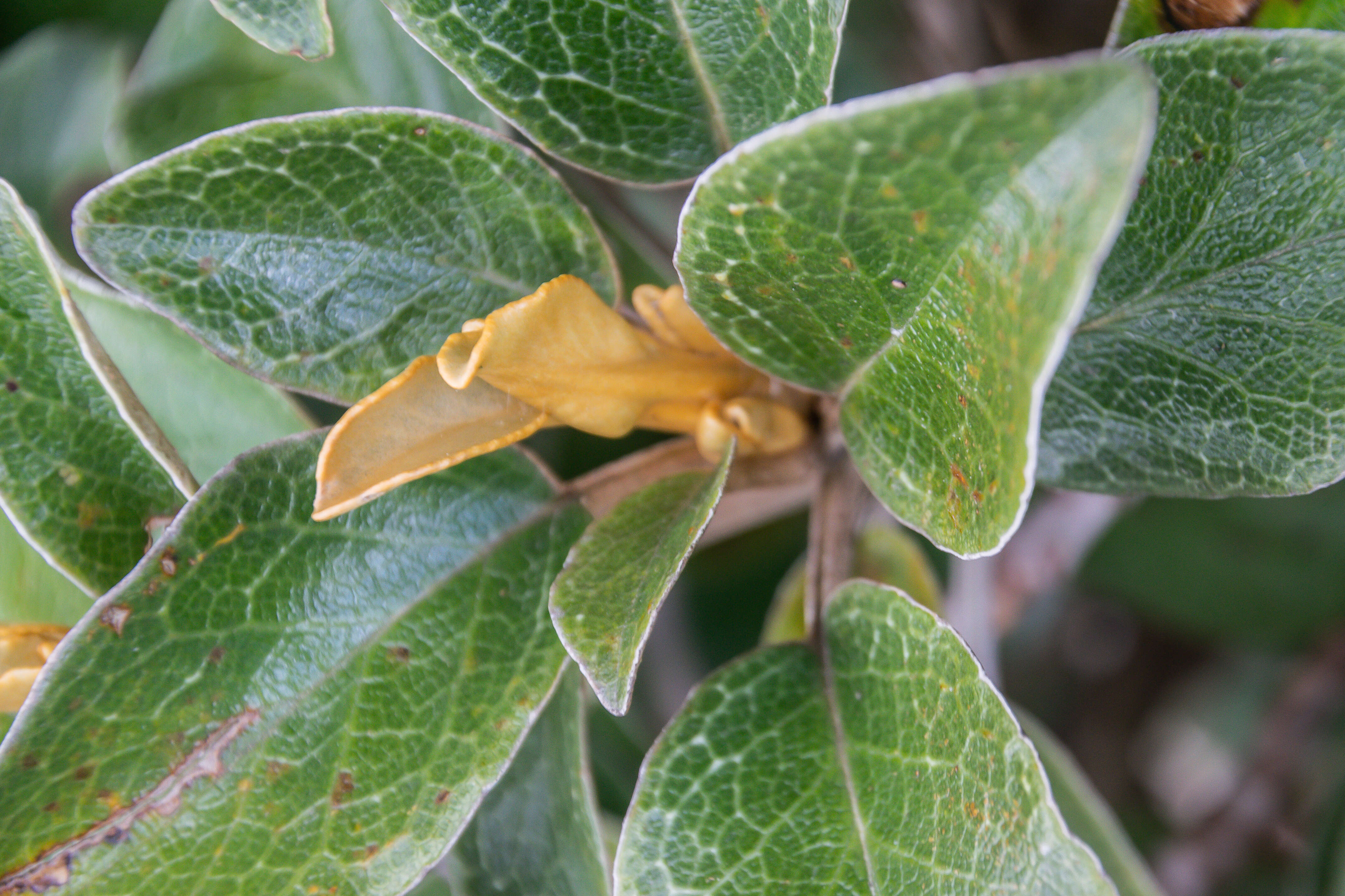 Image de Brachyglottis elaeagnifolia (Hook. fil.) B. Nord.