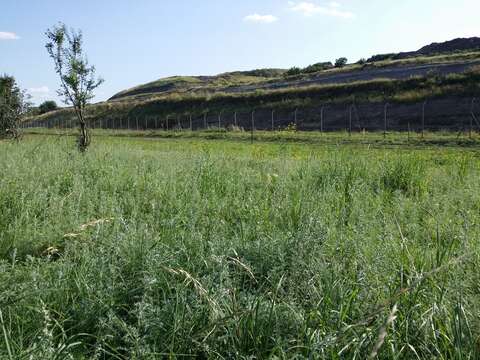 Image of Roman wormwood