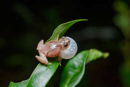 Image of Raorchestes parvulus (Boulenger 1893)