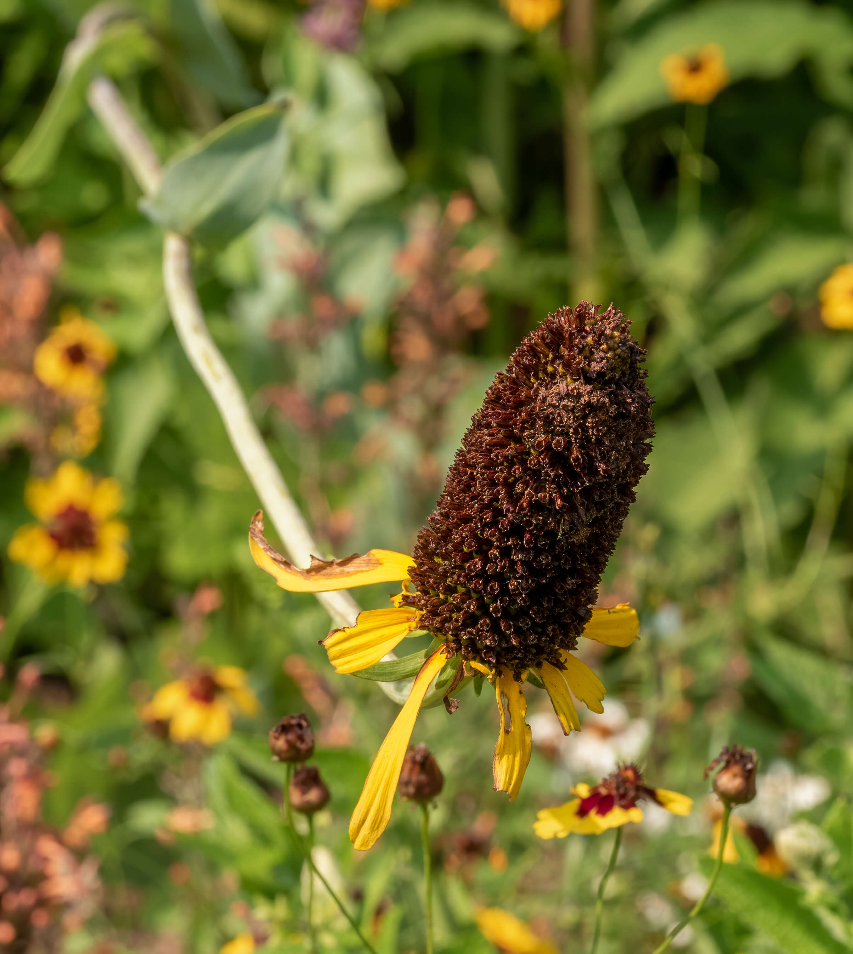 Image of great coneflower