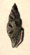 Image of Kermia apicalis (Montrouzier 1861)