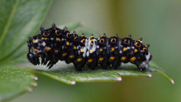 Image of Short-tailed Swallowtail