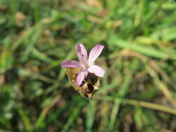 Image of Proliferous Pink