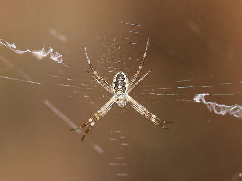 Imagem de Argiope katherina Levi 1983