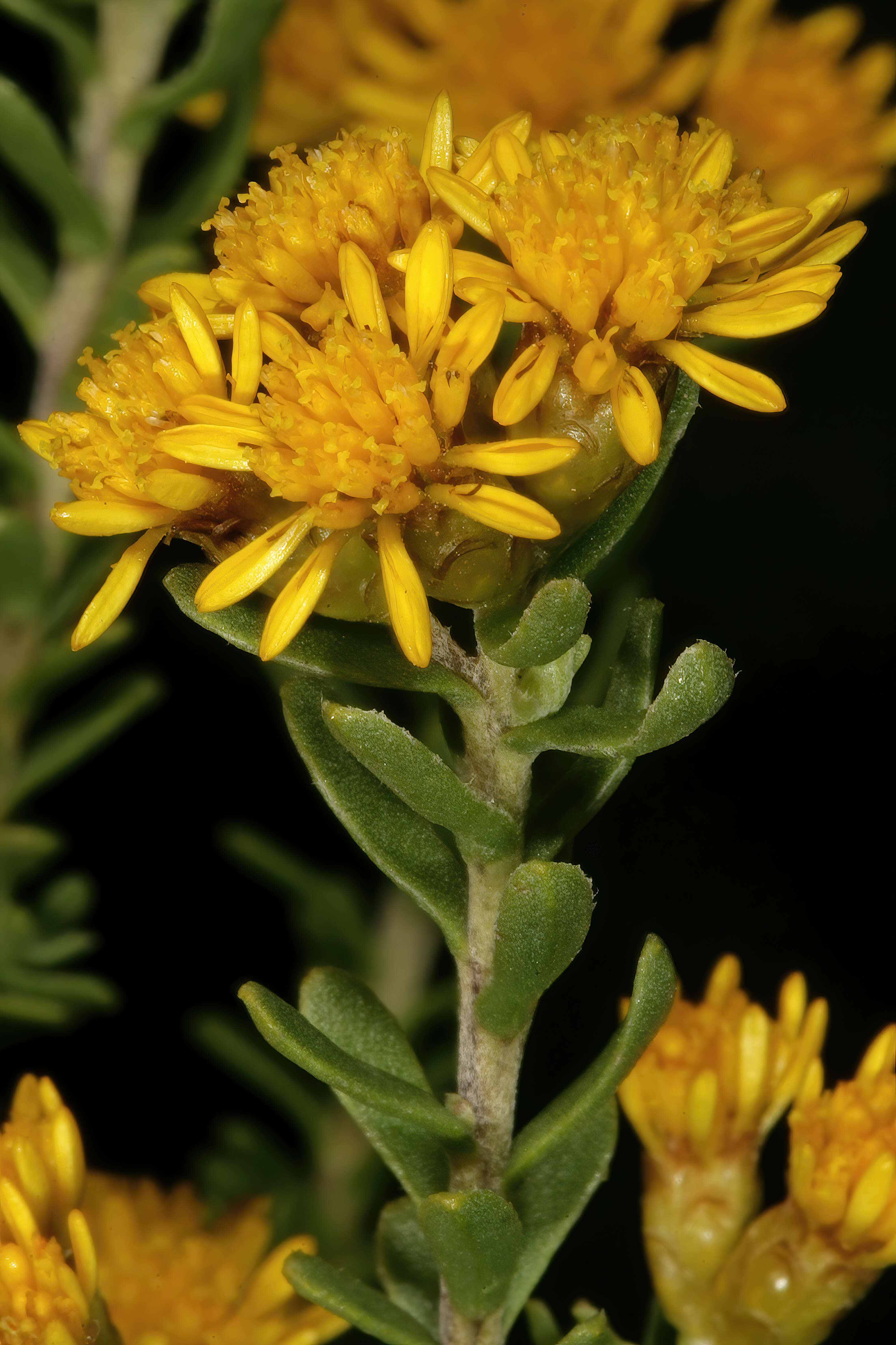 Image of Oedera genistifolia (L.) A. A. Anderberg & K. Bremer