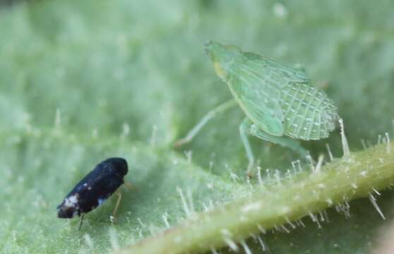 Dictyophara (Dictyophara) europaea (Linné 1767) resmi