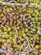 Image of great hairy screw-moss