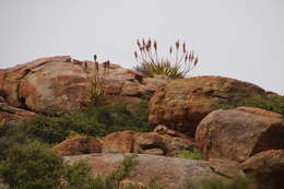 Image of Namaqua Aloe