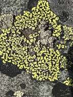 Image of Yellow map lichen;   World map lichen