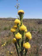 Image of Leucadendron corymbosum Berg.