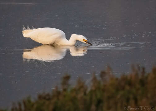 Image of Snowy Egret