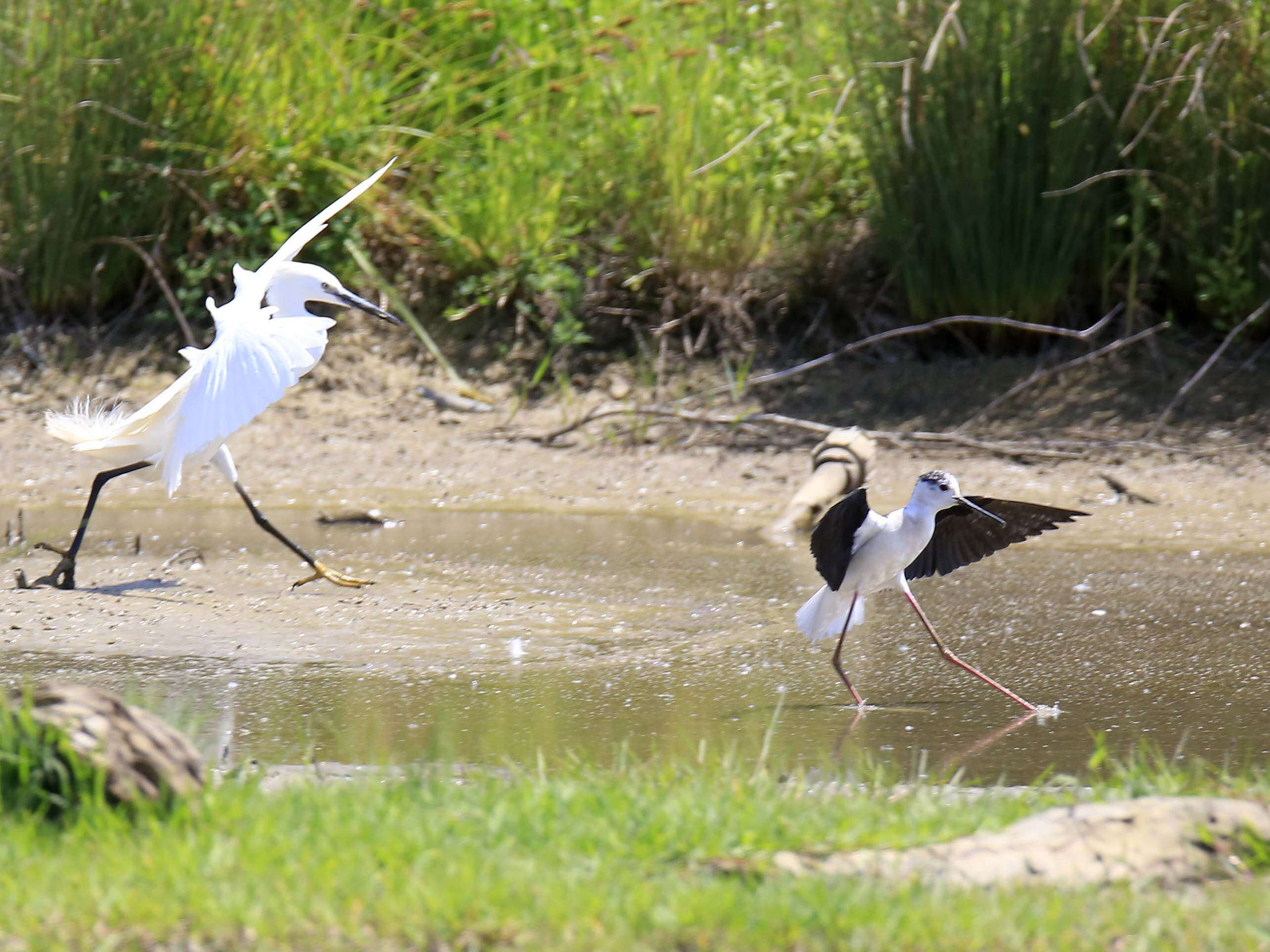 Image of Black-winged Stilt