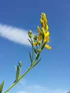 Imagem de Genista tinctoria L.