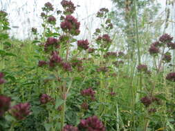 Image of oregano