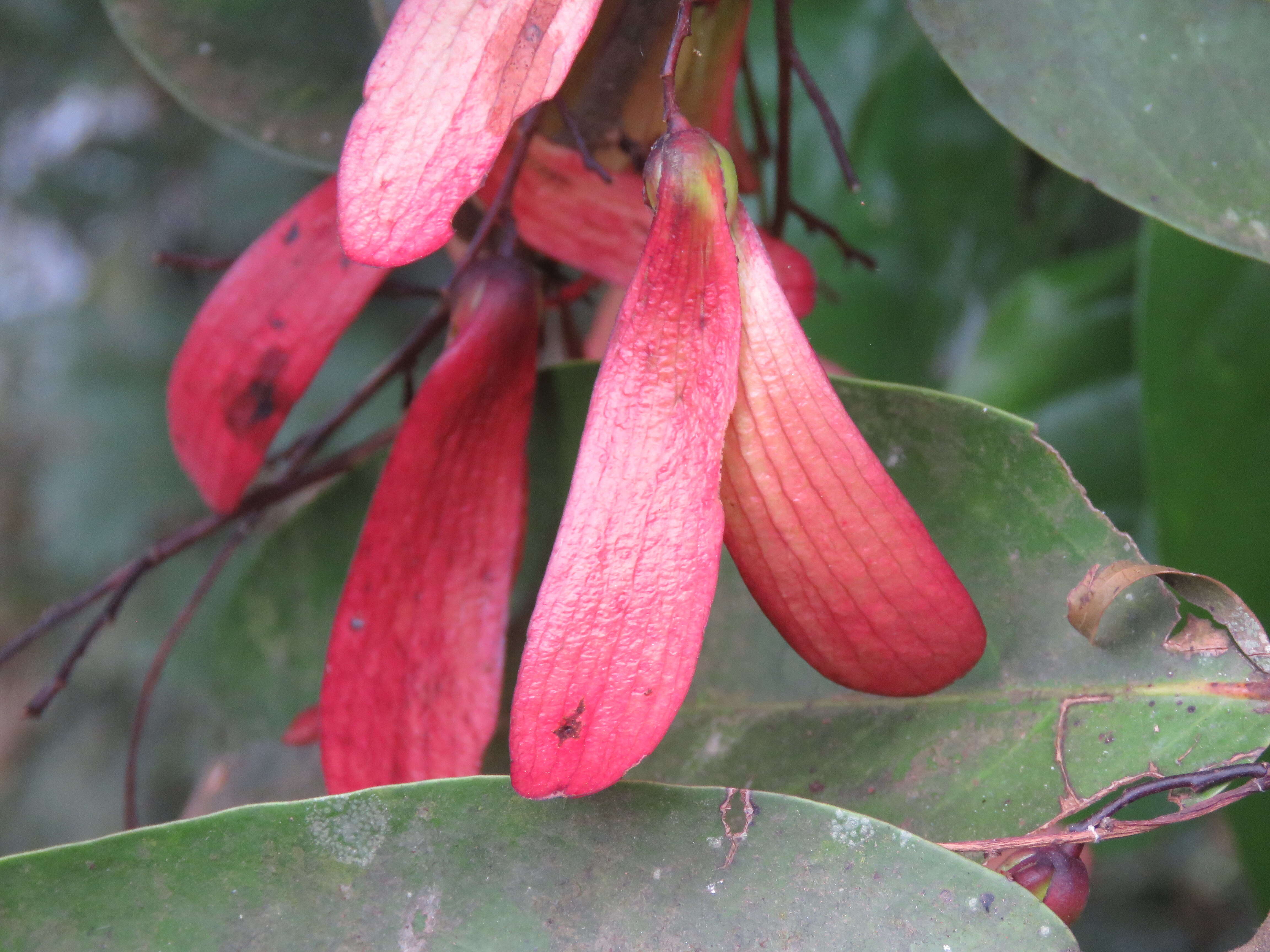 Image of Hopea ponga (Dennst.) D. J. Mabberley