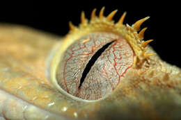 Image of Crested Gecko