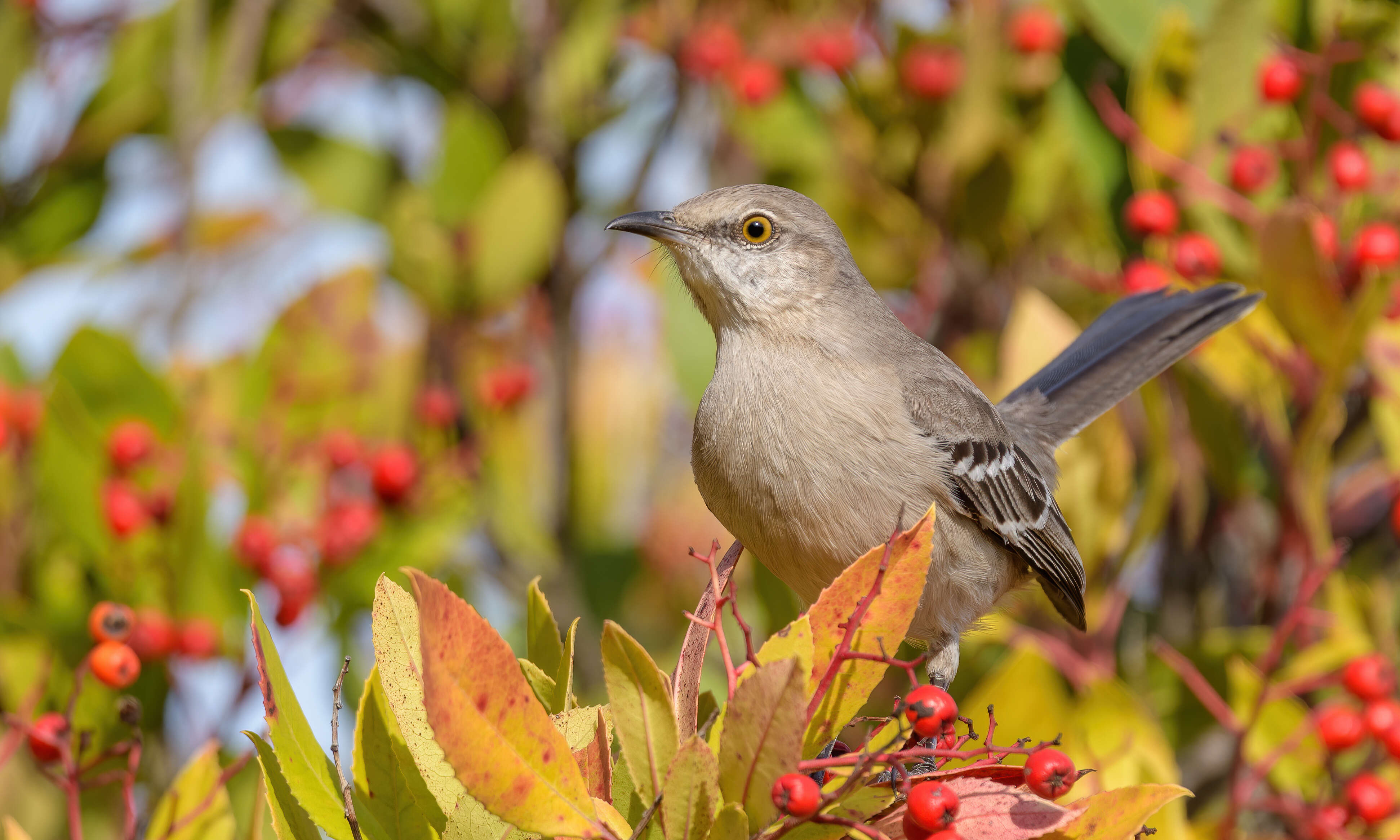 Image of Northern Mockingbird