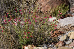 Image de Salvia henryi A. Gray