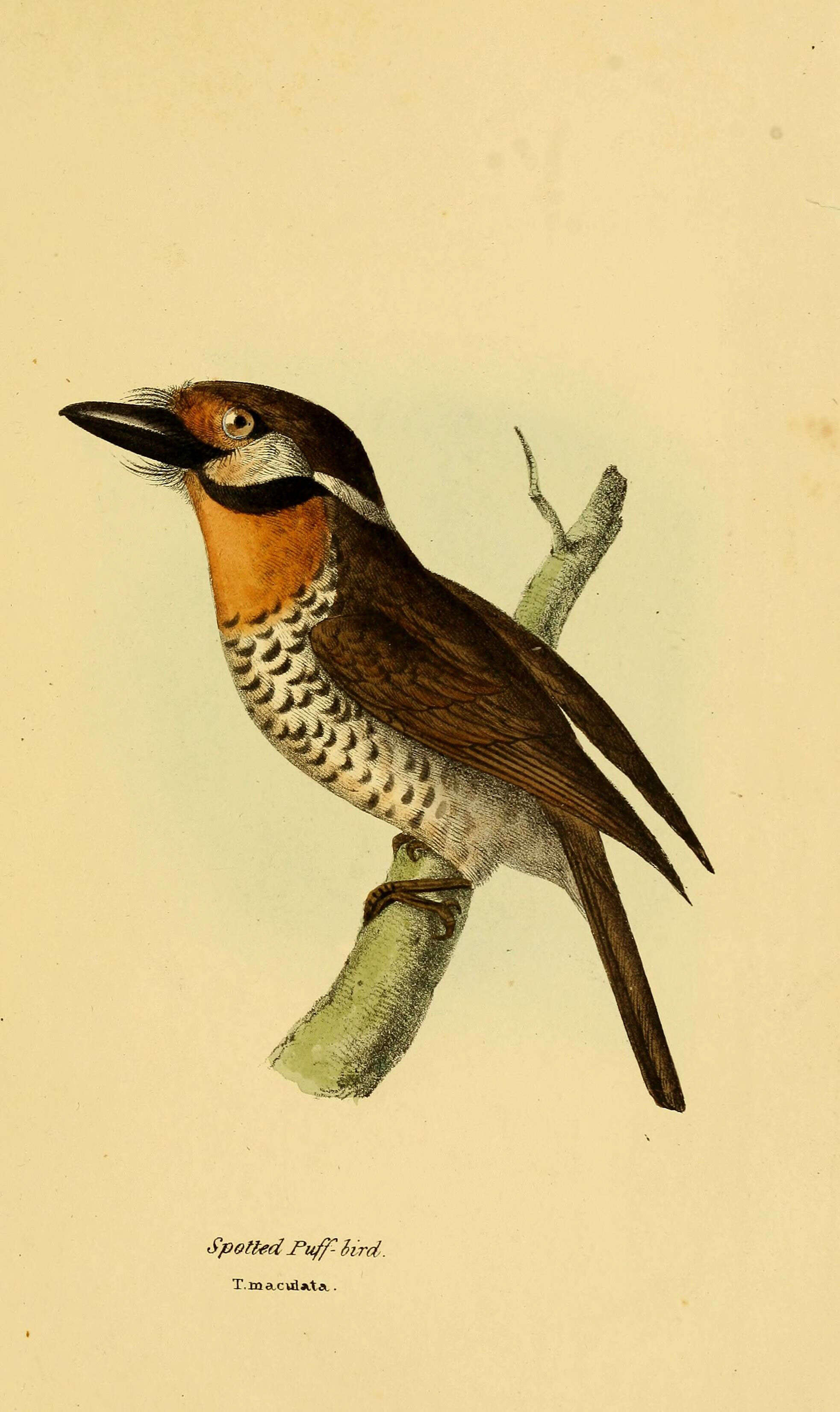 Image of Spotted Puffbird