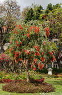 صورة Callistemon rigidus R. Br.