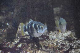 Image of Banded Archerfish