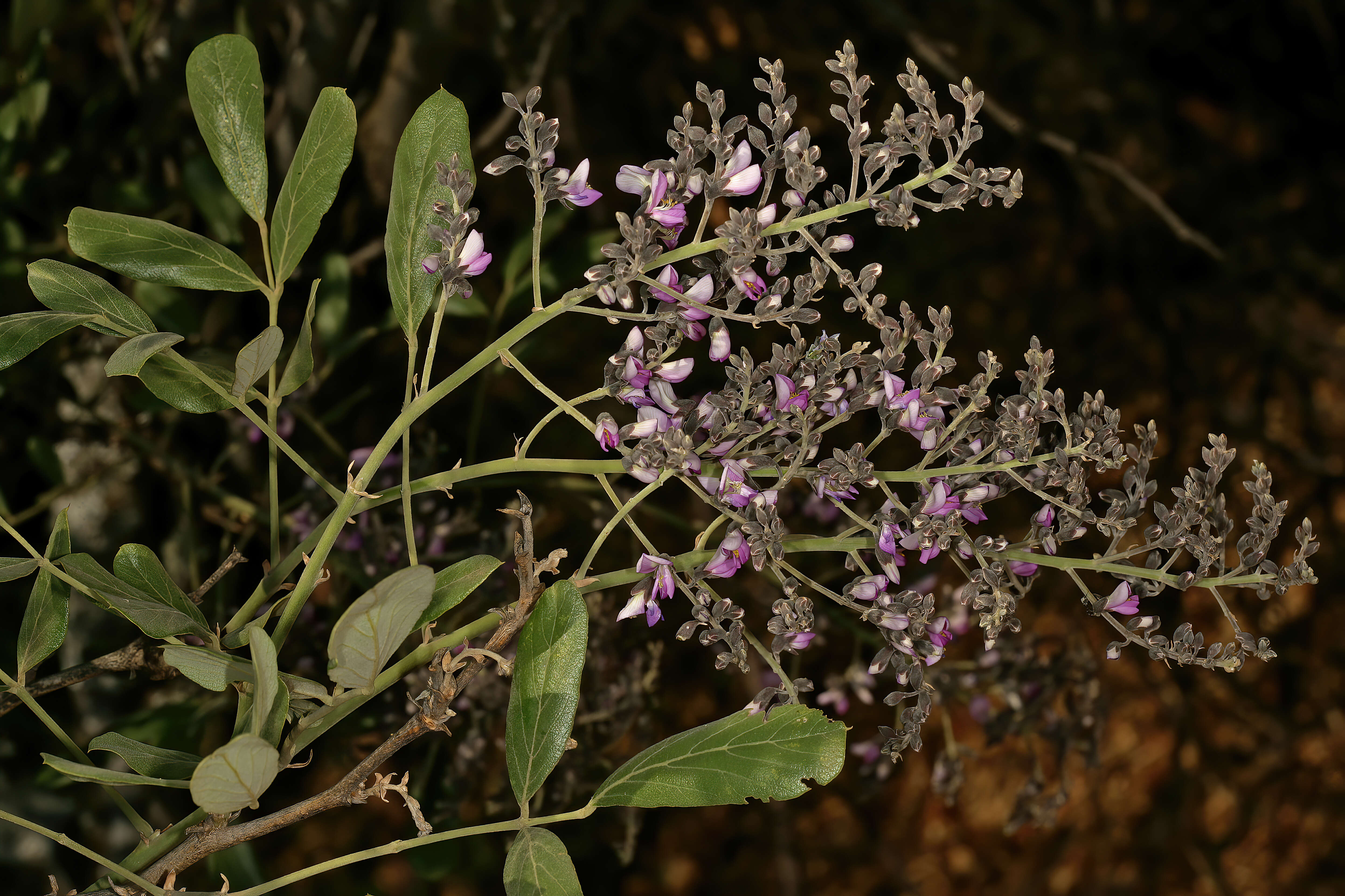 Image of Philenoptera violacea