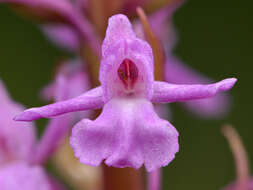 Image of fragrant orchid