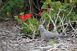 Image of Eastern Spotted Dove