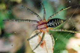 Image of Agelena labyrinthica (Clerck 1757)