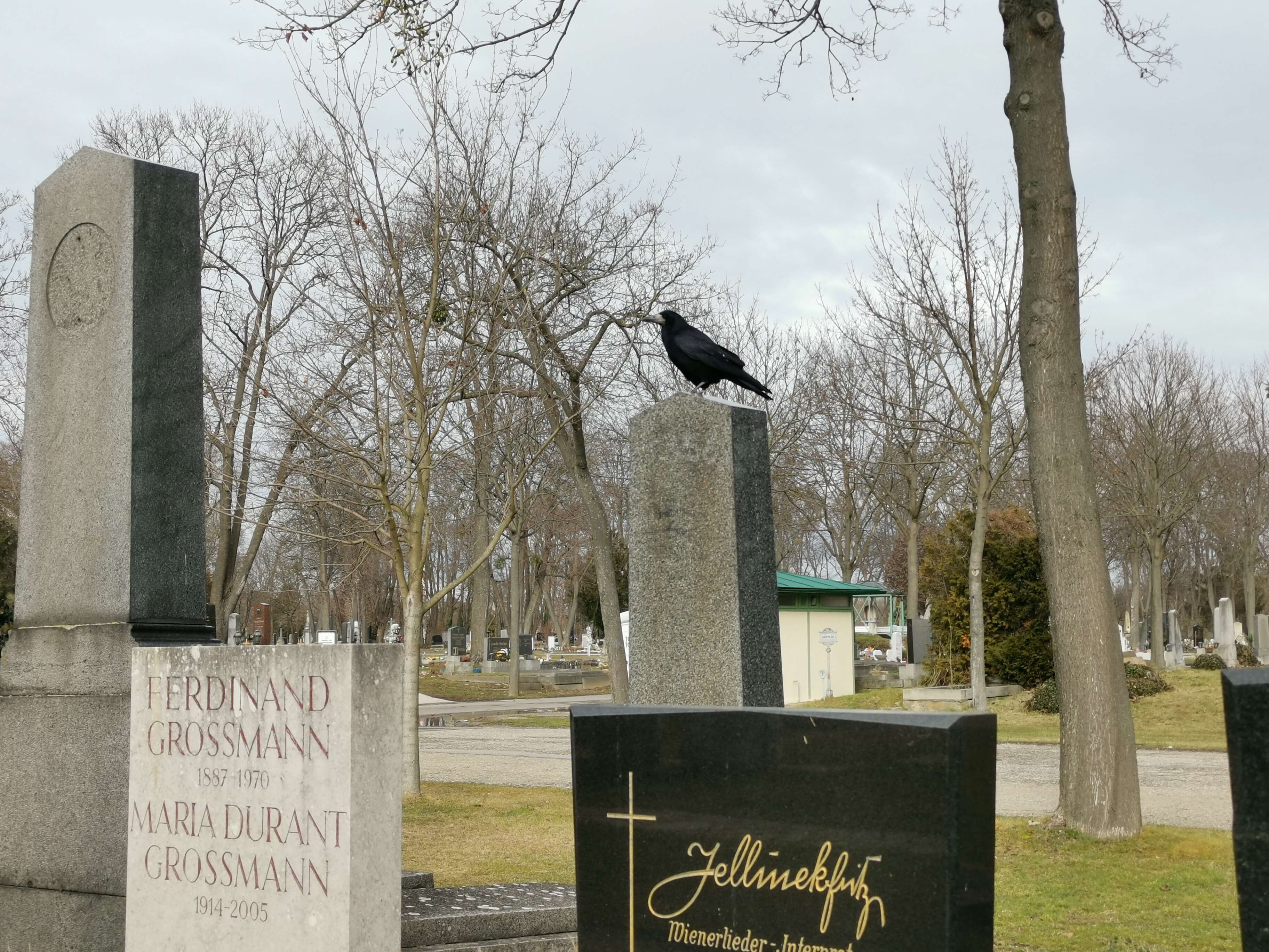 Image of Carrion Crow