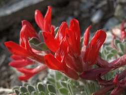 Image of scarlet milkvetch