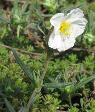 Image of Helianthemum apenninum (L.) Miller