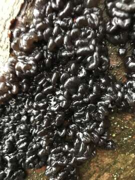 Image of Black Witches' Butter