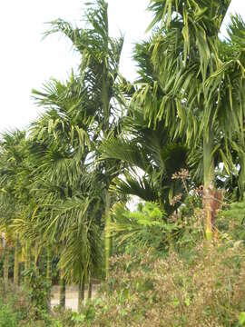 Image of betel palm