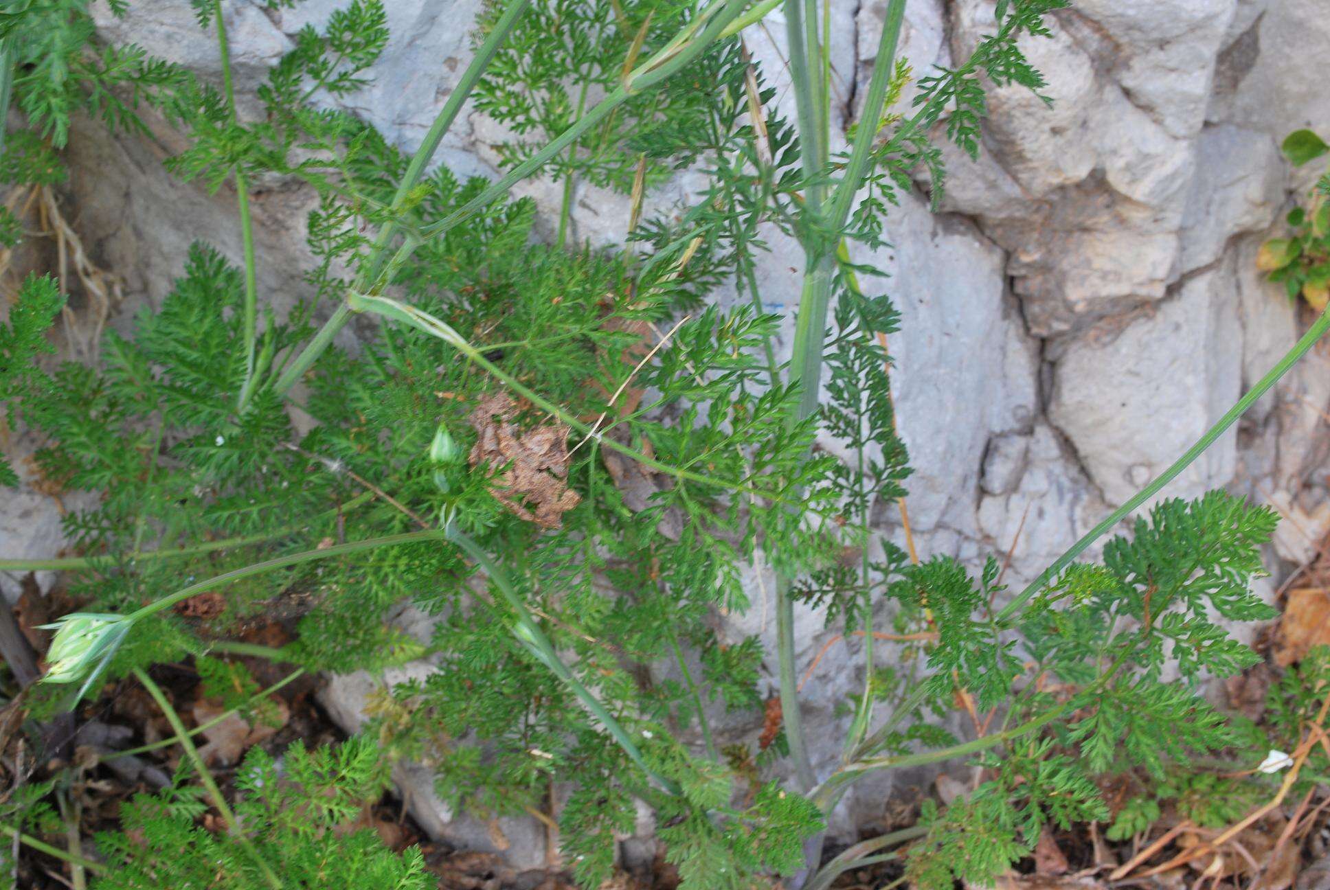 Orlaya grandiflora (L.) Hoffm. resmi