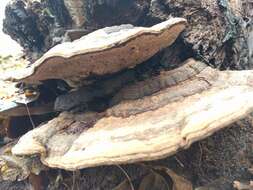 Image of Ganoderma applanatum