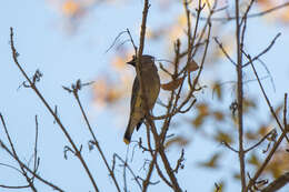 Image of Waxwing