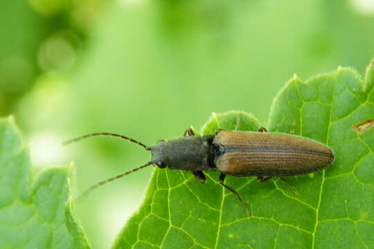 Image of Athous haemorrhoidalis