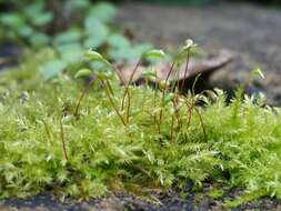 泛生牆苔的圖片