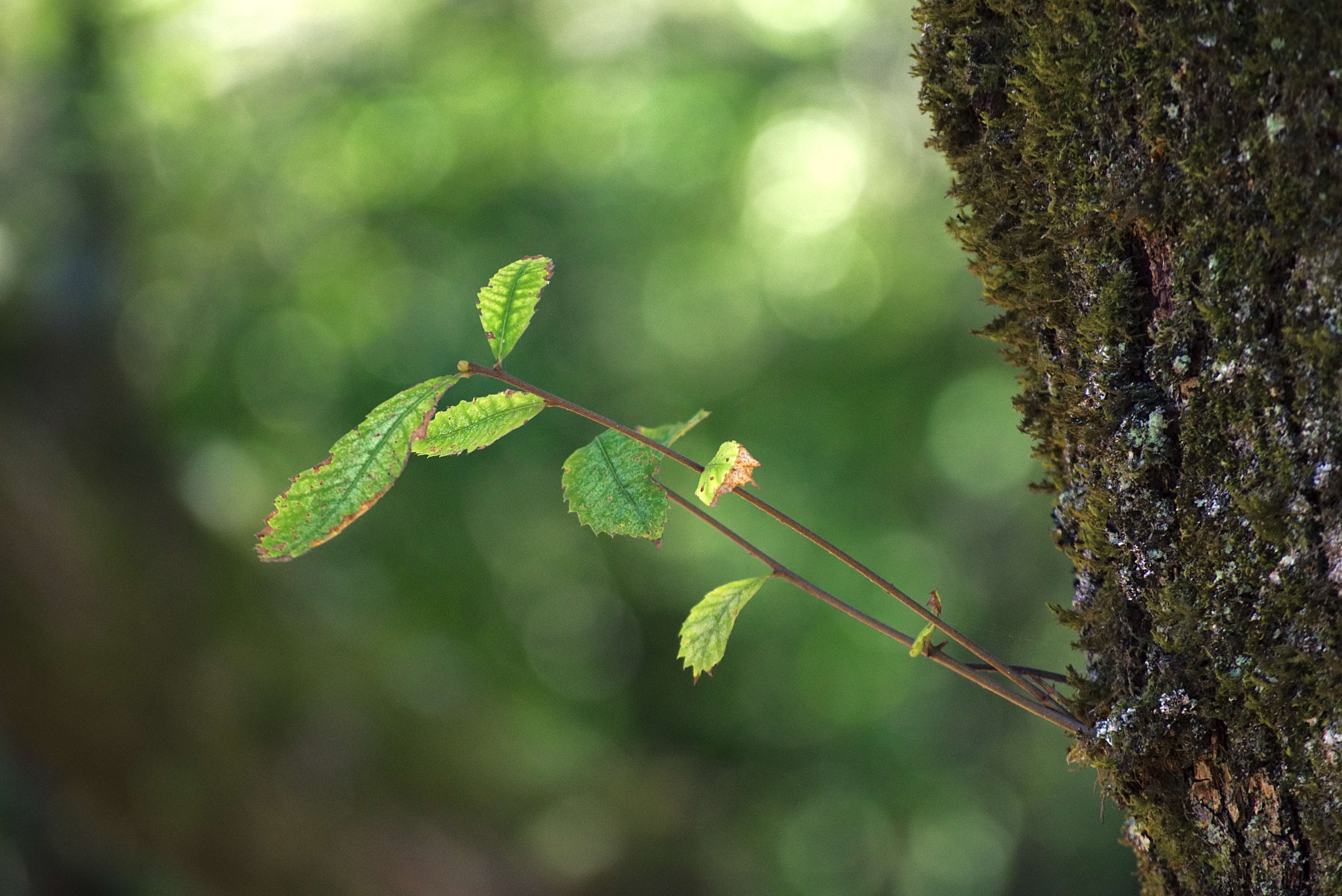 Image of Quercus faginea Lam.