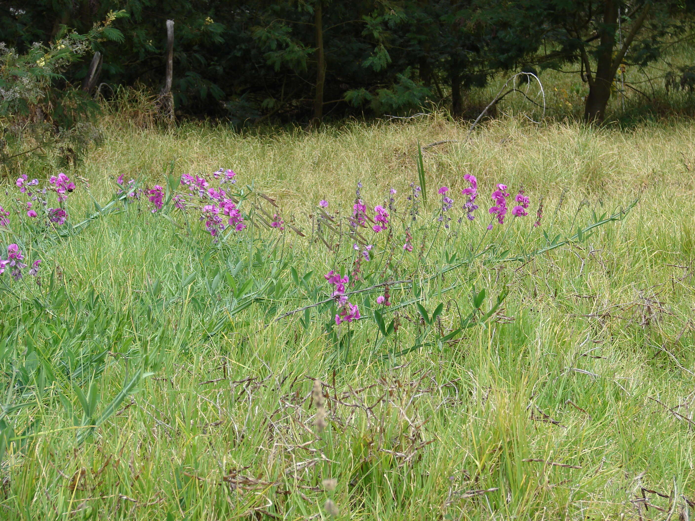 Image of Everlasting pea