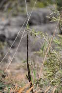 Image of Spiny Asparagus