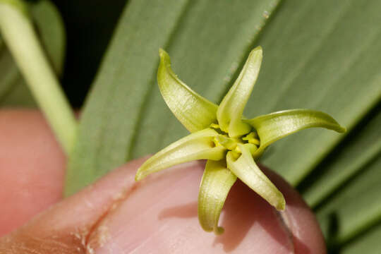 Image of claspleaf twistedstalk