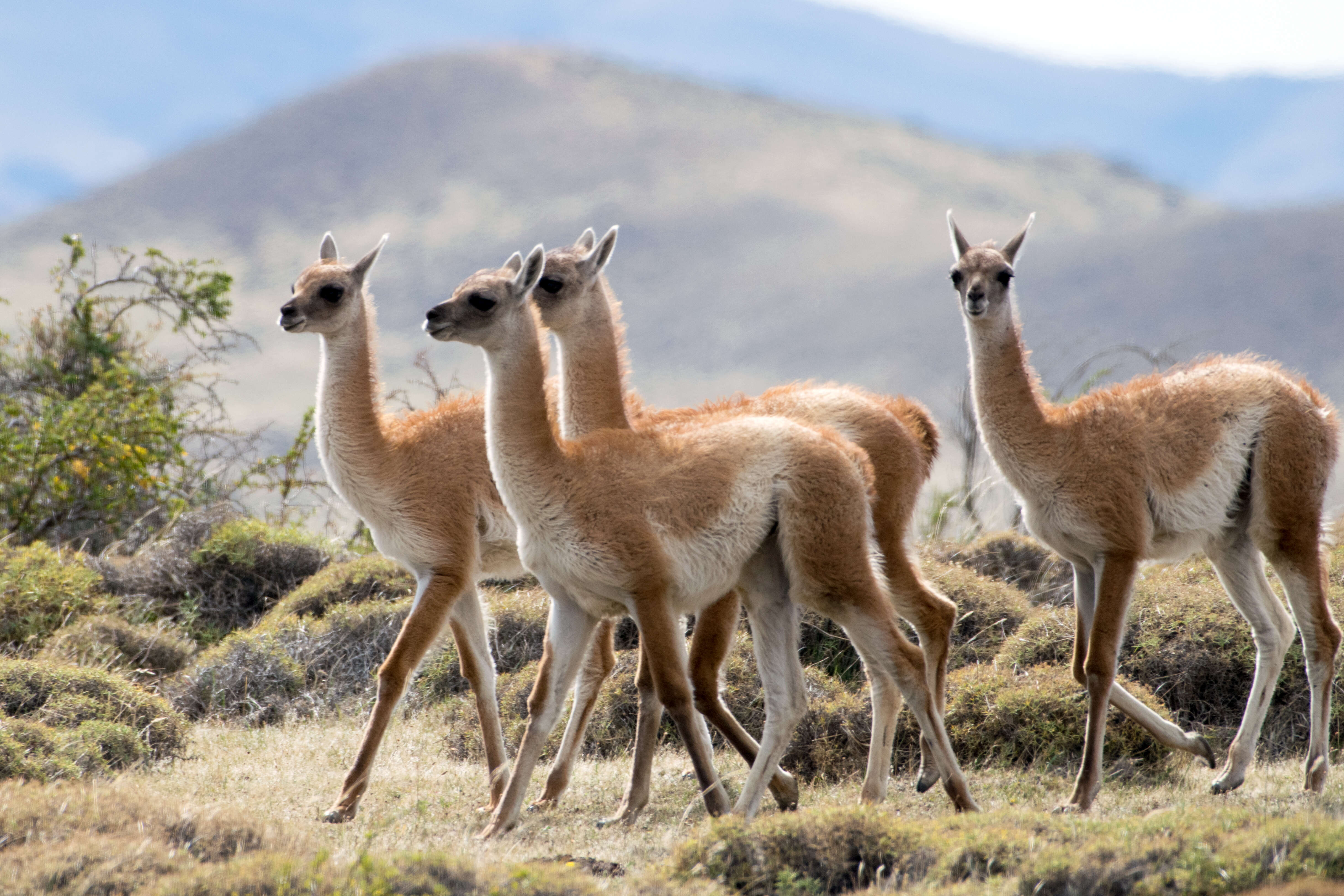 Image of Guanaco