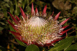 Imagem de Protea cynaroides (L.) L.