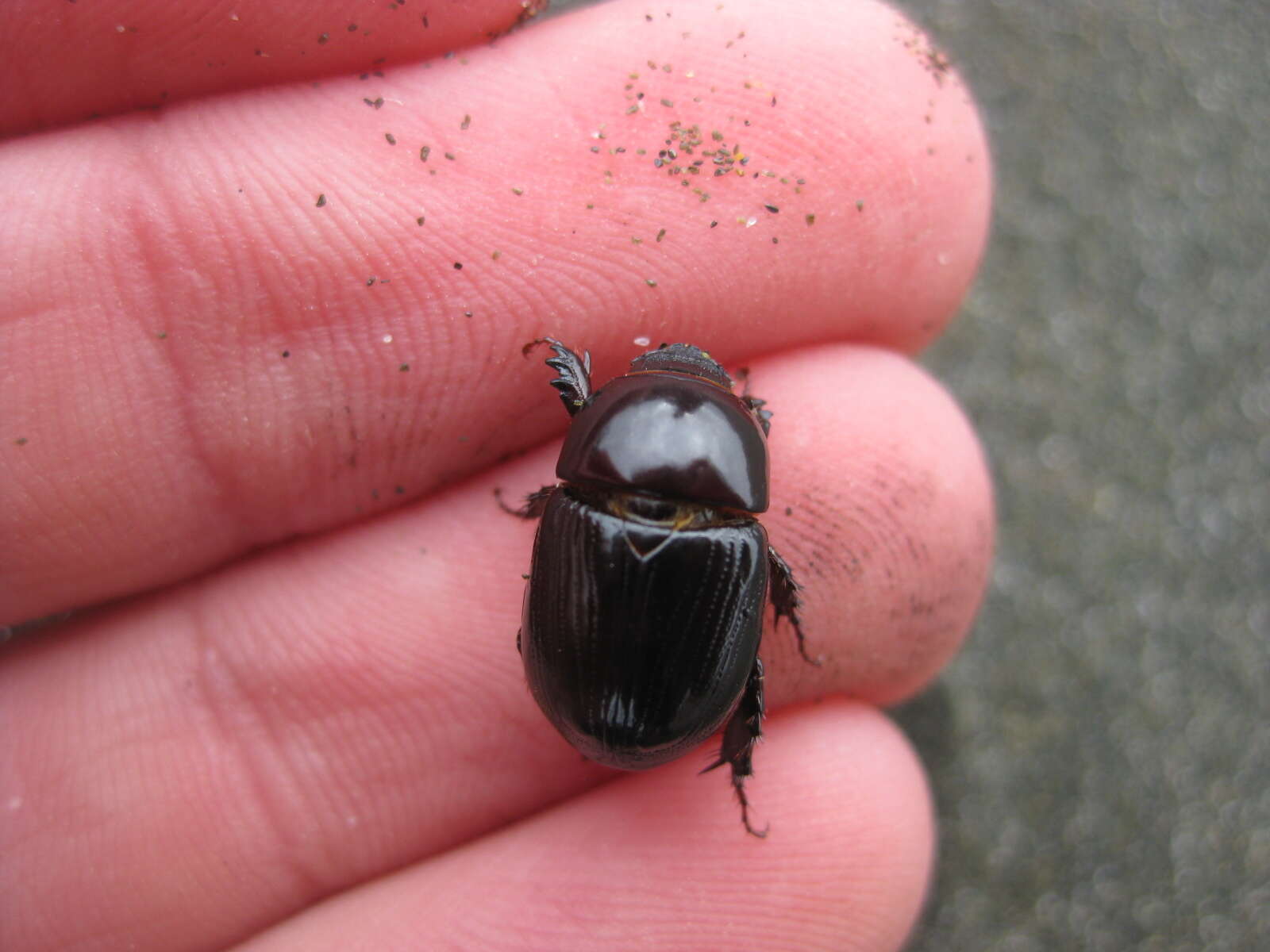 Image of black lawn beetle